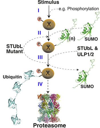 Research image: STUbL Pathway