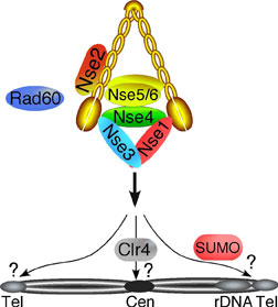 Figure 3. Sites and Mechanisms of Smc5-6 Loading on Chromosomes