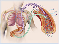 Diagram of the human digestive system