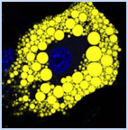 Diagram of cells