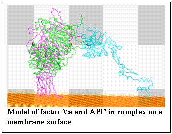 Model of factor Va and APC in complex on a membrane surface