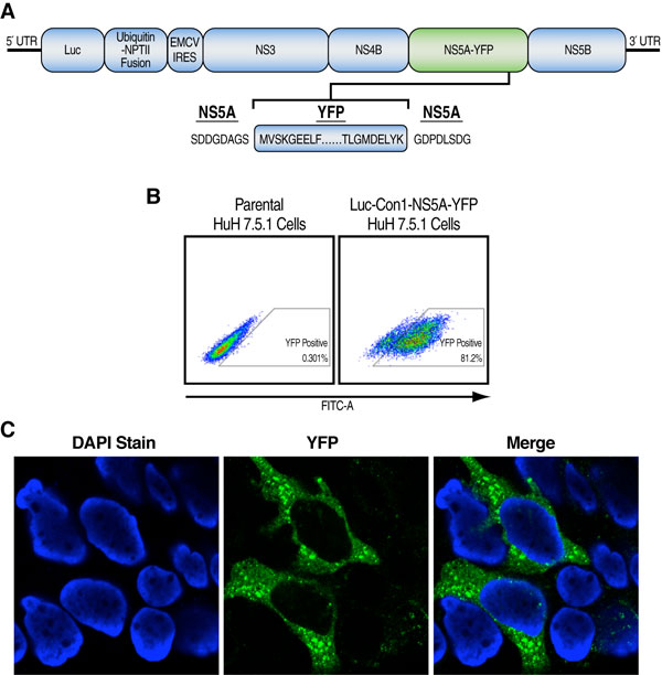 Figure 5: NS5A-CypA Interaction Detected by FRET