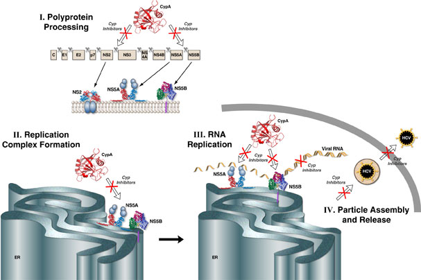 Cyp Inhibition