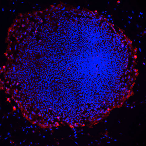 Loring Lab image 3