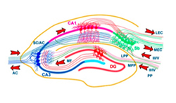 Trisynaptic circuitry of adult hippocampal neurons