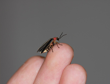 macro photo of a firefly