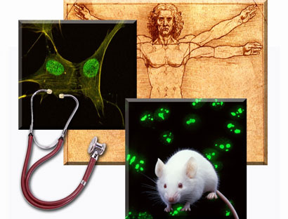 Collage of Lab images 