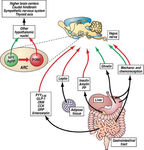 Diagram for Regulatory control of energy homeostasis