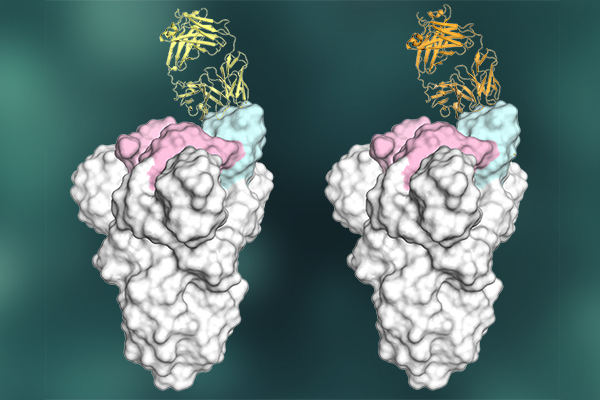 antibody graphic