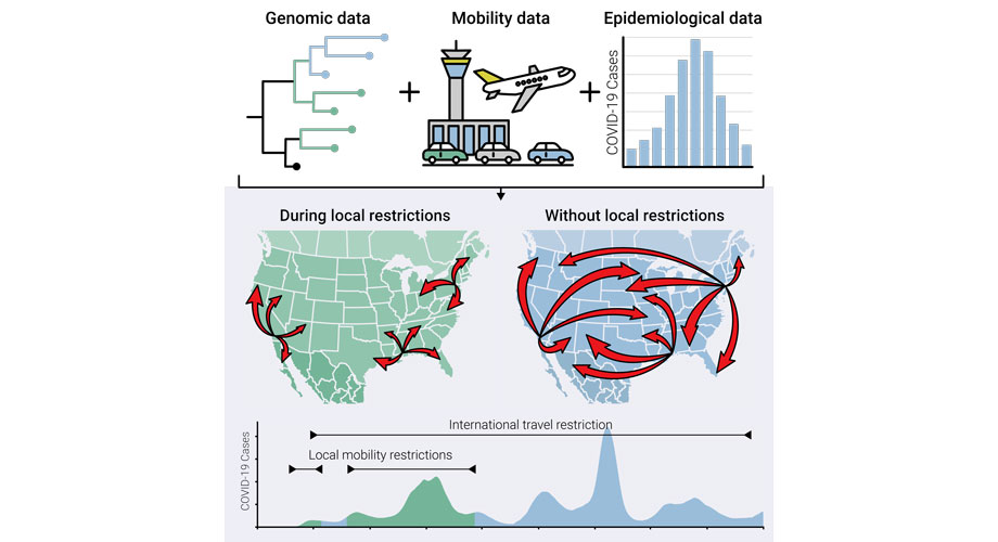 The researchers combined genomic data, mobility data and epidemiological data to understand how different COVID-19 mandates affected local and regional transmission of the virus.
