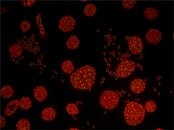 SoCal Genome Image 2