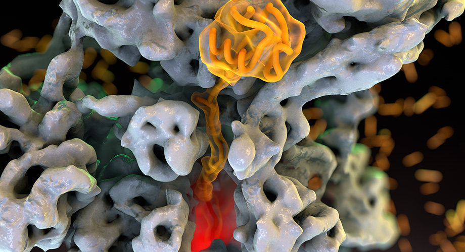 The Scripps Research scientists and their collaborators used cryo-EM to  visualize the proteasome, a cellular machine that destroys proteins that are no longer needed or endanger the cell. Credit: Lander lab. 