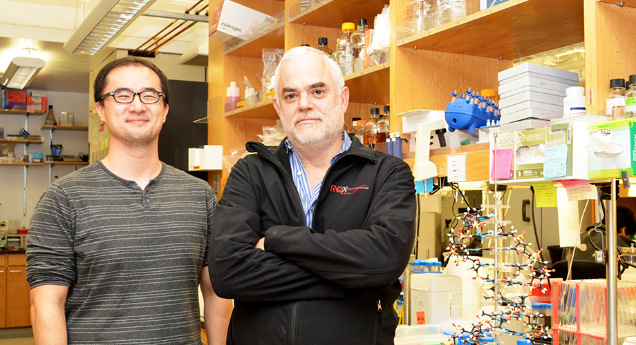 Professor Floyd Romesberg (right) and Graduate Student Yorke Zhang led the new study at The Scripps Research Institute, along with Brian Lamb (not pictured).(Photo by Madeline McCurry-Schmidt.)