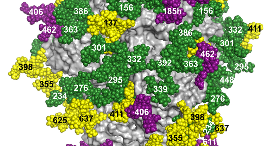 The researchers used their new method to create a map of the surface glycans on an HIV vaccine candidate glycoprotein. (Image from the Paulson Lab.)