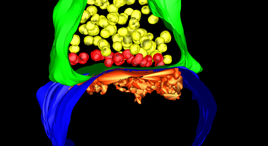 A serial electron microscopy reconstruction of a single synaptic connection. (Image courtesy Anton Maximov.)