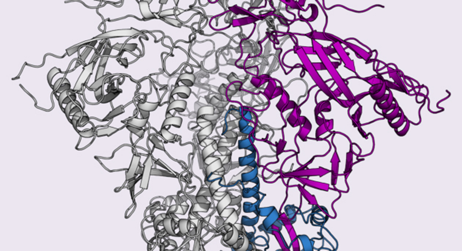 The new study shows the structure of an important HIV protein, called the envelope glycoprotein, on a common strain of the virus. (Image courtesy Javier Guenaga.)