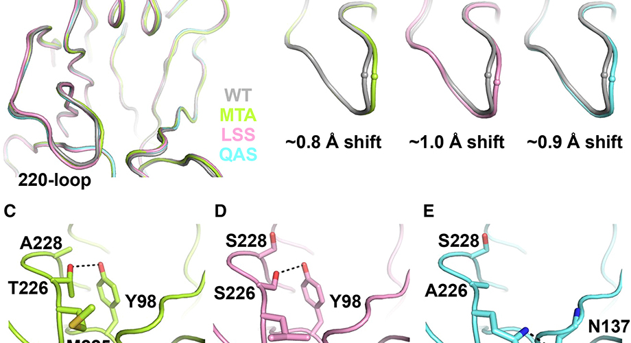 Mutations in influenza's genome can cause variations in a part of the virus's structure called the 220-loop. Here, the researchers compare loop variants. (Image courtesy Wu et al.)