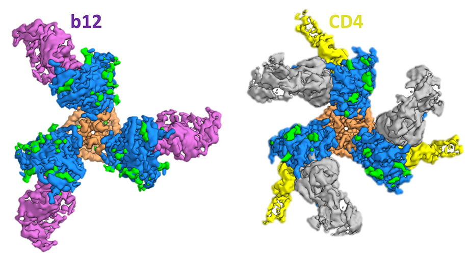 CD4 and b12 both trap Env in an open, pre-fusion conformation but only CD4 exposes the co-receptor binding site required for entry.