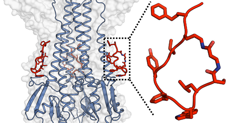 <b>Figure.</b> The Janssen and Scripps teams designed and characterized a potent peptide that mimicked the functionality of a broadly neutralizing antibody and which was also able to target influenza virus hemagglutinin. Image courtesy of Rameshwar U. Kadam (Ian Wilson’s Lab).