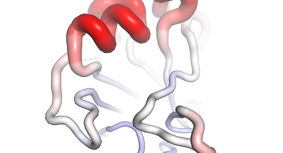 The L194P egg-adaptive mutation dramatically increases the motility of the major epitope on the hemagglutinin of influenza H3 viruses. Red: high motility; white: medium motility; blue: low motility. (Wilson Lab)