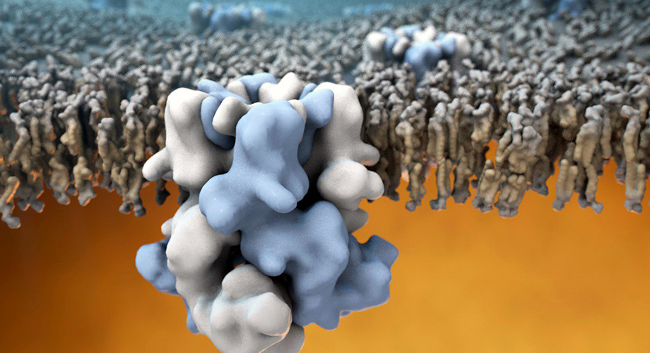 The TRPM8 ion channel (blue and white in center) is embedded in the outer membrane of cells, and is able to sense cold temperatures on the outside (the top half of the image), and communicate this information to the warm cellular interior (lower half of the image). (Image by Gabe Lander and Graham Johnson)