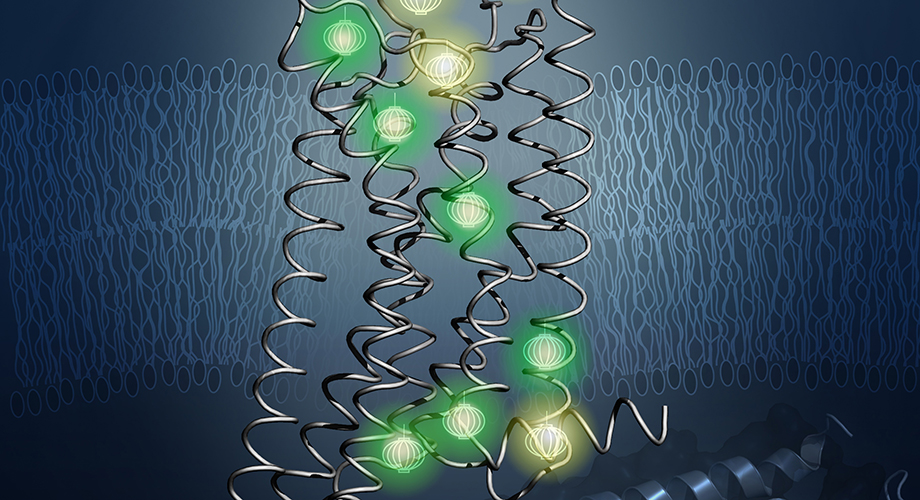 Probes (shown glowing here) revealed the inner architecture of the protein A2aAR in the new study. (Image courtesy Matthew Eddy and Kurt Wüthrich)