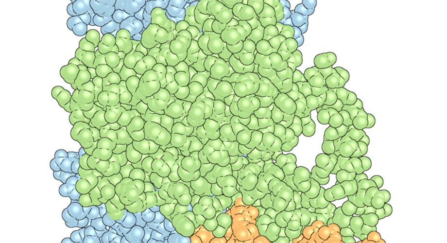 The “complex” of PPAR? (green) and RXR? (blue) with DNA (orange).