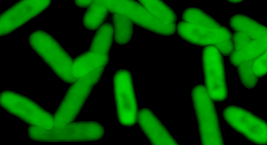 Fluorescent cells express a protein encoded by artificial DNA bases (Credit: Bill Kiosses, The Scripps Research Institute)