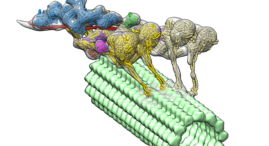 The dynein-dynactin complex (multi-color) motors down a microtubule (green). The four motor domains are shown in yellow. Dynactin (blue) provides the scaffold to keep the two dyneins together. (Image from Danielle Grotjahn, Lander Lab)
Image adapted from the associated publication “Cryo-electron tomography reveals that dynactin recruits a team of dyneins for processive motility" in Nature Structural and Molecular Biology.