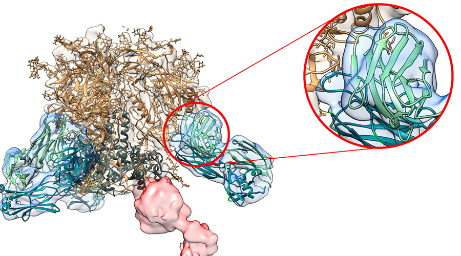 With the new method, the researchers were able to image polyclonal antibody/HIV envelope complexes at 4.7Å resolution. At this resolution, the researchers discovered that in rabbits, antibodies specific to a vulnerable sites on HIV’s outer glycan layer (blue shapes) are structurally highly convergent and closely resemble a previously isolated monoclonal antibody 10A (green and teal ribbons). Image courtesy Hangartner, Ward labs.