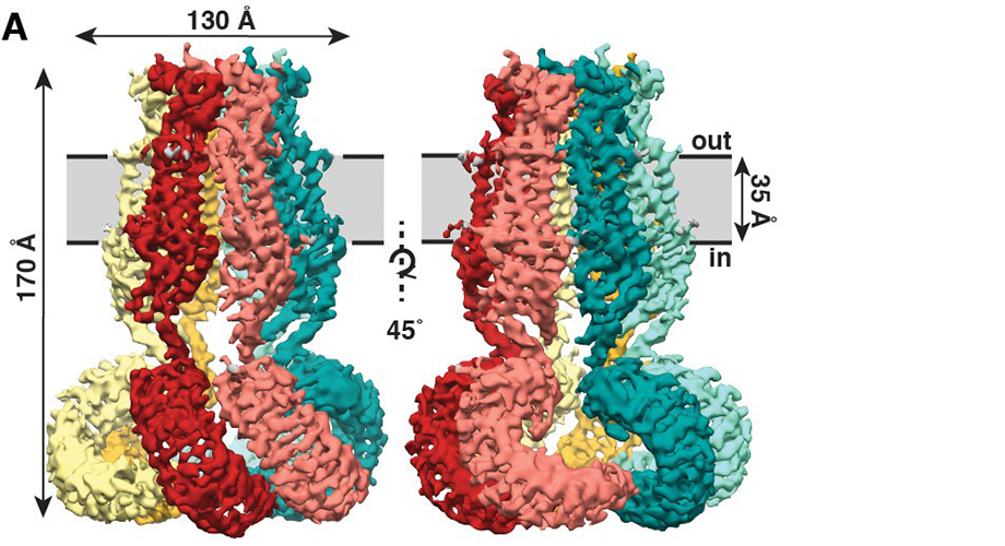 Overall architecture of homomeric SWELL1.
(A) Cryo-EM reconstruction of SWELL1 homohexamer viewed from the membrane plane highlighting a dimer pair (top left, red and pink subunits) and an interface between dimers (top right, pink and green subunits), from the extracellular side (bottom left), and from the cytosolic side (bottom right). (B) Detailed view of SWELL1 ‘inner’ protomer. (C) Topology diagram denoting secondary structural elements. Dashed lines indicate unresolved regions on both protomers in a dimer pair, while dashed shape borders indicate regions that are only resolved on one protomer. (Kefauver et al.)