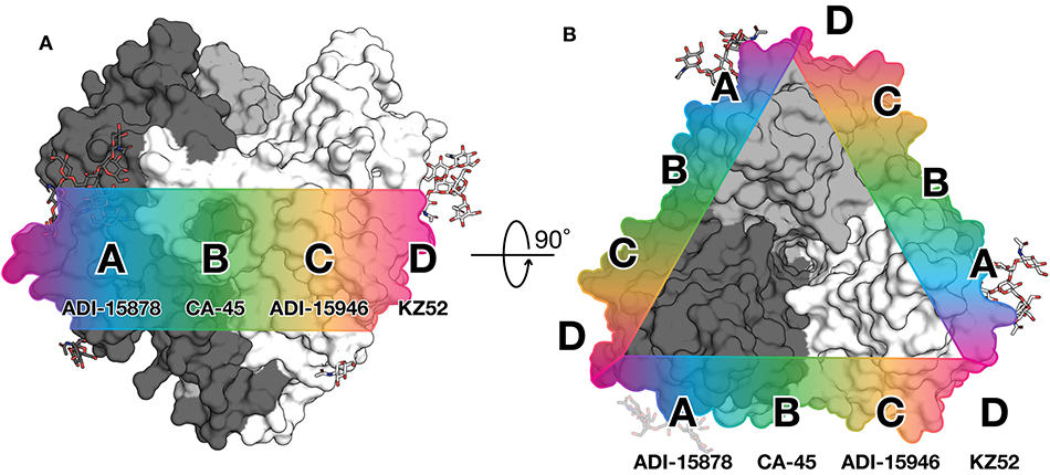 This figure from the mBio study offers a clue to Ebola vaccine design. A band across the center (waist) of the glycoprotein displays a continuum of key antibody epitopes. Those in regions A-C are targets for broad protection. (Courtesy Ollmann Saphire lab)