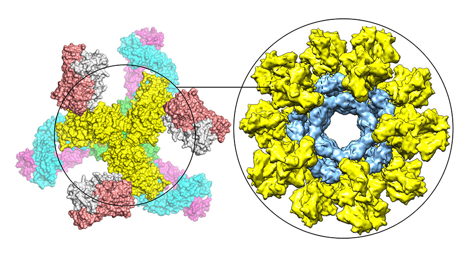 This graphic shows a modified HIV Env trimer (yellow) bound by neutralizing antibodies (left) and multiple modified HIV Env trimers (yellow) displayed on nanoparticle (blue) to mimic whole virus (right).