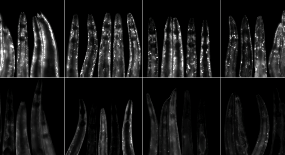 This image shows C. elegans roundworms expressing the a-synuclein::YFP (white spots), a protein known to build up in neurodegenerative diseases such as Parkinson’s and Alzheimer’s disease. The worms on the bottom row were given the antibiotic minocycline and have less age-associated buildup of the protein compared to the worms on the top row, which received no minocycline. Credit: Gregory Solis/Michael Petrascheck