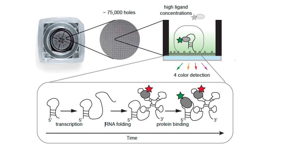 The researchers were able to monitor the progress of the transcription of ribosomal RNA from DNA, and observed that it was followed quickly by the binding of a ribosomal protein, S15, to the newborn RNA transcript. They recorded this process simultaneously for hundreds of distinct ribosome-assembly events. Credit: Williamson lab