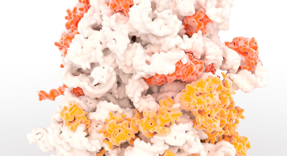 In a First for Cell Biology, Scientists Observe Ribosome Assembly in Real Time In a First for Cell Biology, Scientists Observe Ribosome Assembly in Real Time