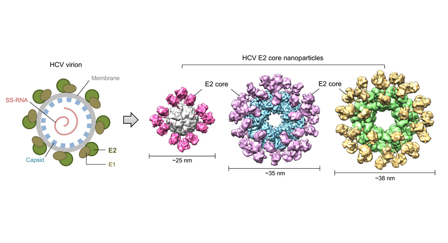 How hepatitis C virus evades the immune syste