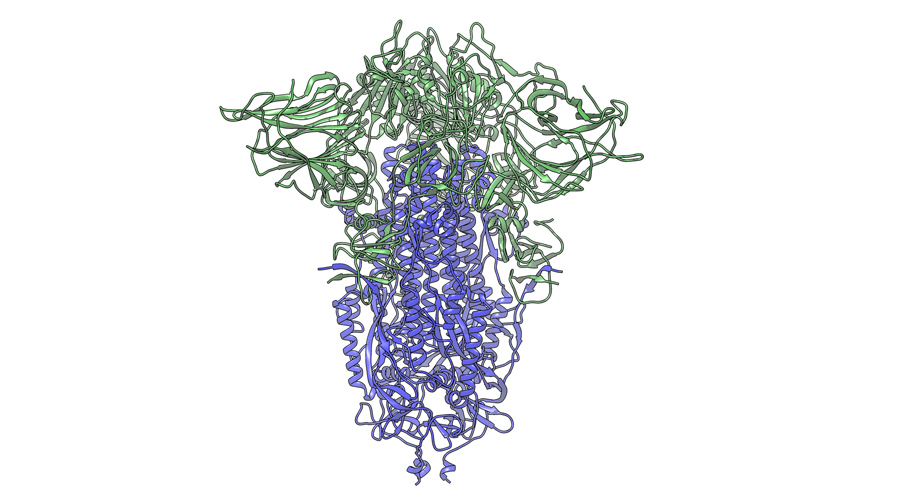 20200612-choe-farzan-coronavirus-spike-mutation-920x500.jpg