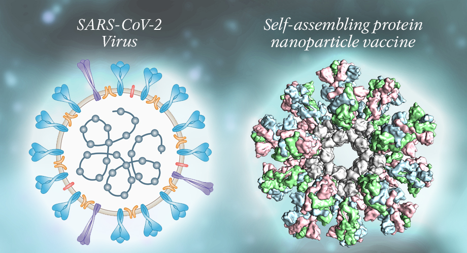 Nanoparticle vaccine for COVID-19 spurs robust immune response in