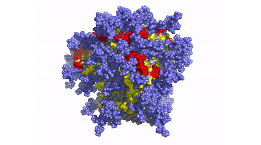 First-in-human clinical trial confirms novel HIV vaccine approach developed by IAVI and Scripps Research | Scripps Research