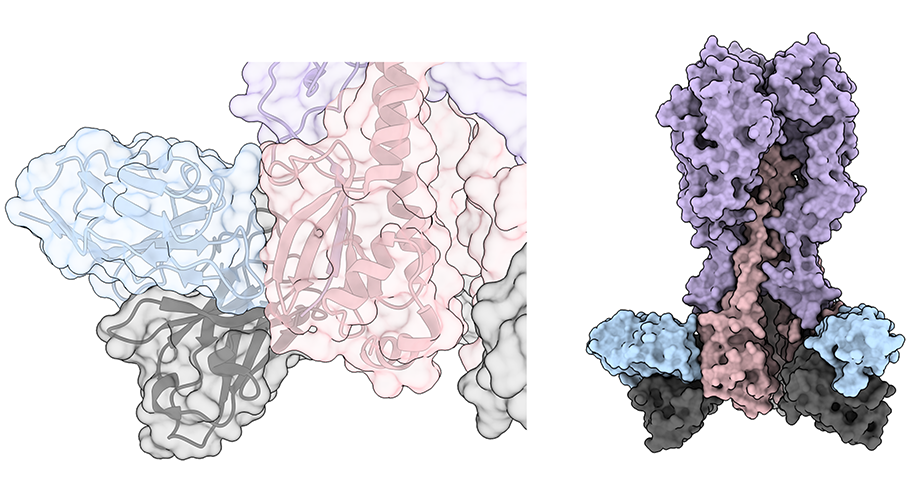 No more annual flu shot? Scripps Research and collaborators find new target for universal influenza vaccine