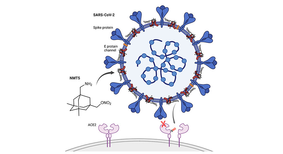 SARS-CoV-2 in humans