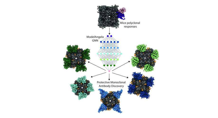 graphical neural network-based structure building tool, ModelAngelo, to discover monoclonal antibodies (bottom) from polyclonal antibody responses produced after mouse vaccination (top).