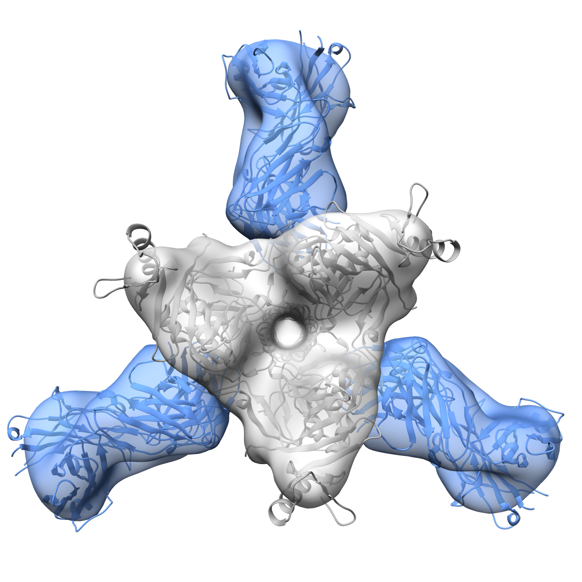 This shows a mouse antibody elicited through sequential immunization with Ebola and Sudan virus-like particles. Both 6D6 and the human 15878 are quaternary in nature, bridging one monomer to another in the trimeric surface glycoprotein.