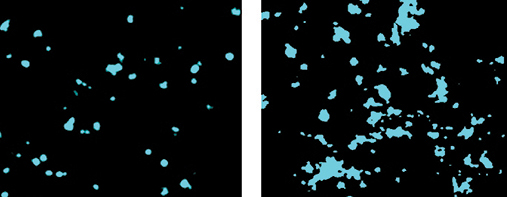 ordered cholesterol cluster in a cell membrane