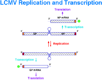 research image