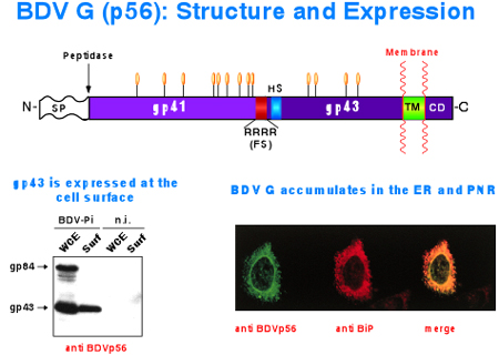 research image