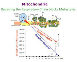 Diagram of repairing the respiratory chain blocks