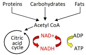 Diagram of normalization of breast cancer cell metabolism