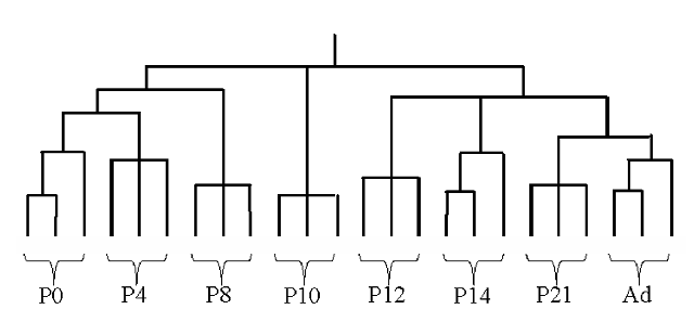 Experimental tree diagram